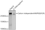 IGF2R Antibody in Western Blot (WB)