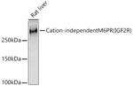 IGF2R Antibody in Western Blot (WB)
