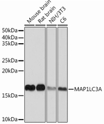 LC3A Antibody in Western Blot (WB)