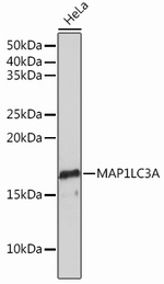 LC3A Antibody in Western Blot (WB)