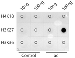 H3K27ac Antibody in Dot Blot (DB)