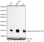 H3K27ac Antibody in Western Blot (WB)