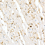 IBA1 Antibody in Immunohistochemistry (Paraffin) (IHC (P))