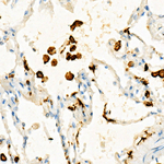 IBA1 Antibody in Immunohistochemistry (Paraffin) (IHC (P))