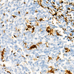 IBA1 Recombinant Rabbit Monoclonal Antibody (7Z4O7)