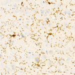 IBA1 Antibody in Immunohistochemistry (Paraffin) (IHC (P))