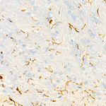 IBA1 Antibody in Immunohistochemistry (Paraffin) (IHC (P))