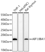 IBA1 Antibody in Western Blot (WB)