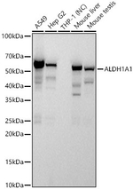 ALDH1A1 Antibody in Western Blot (WB)