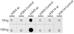 H3K9ac Antibody in Dot Blot (DB)