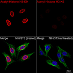 H3K9ac Recombinant Rabbit Monoclonal Antibody (2A0Q5)