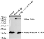 H3K9ac Antibody in Immunoprecipitation (IP)