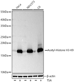 H3K9ac Antibody in Western Blot (WB)