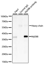 MyD88 Antibody in Immunoprecipitation (IP)