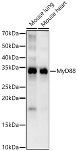 MyD88 Recombinant Rabbit Monoclonal Antibody (0J1O5)