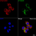alpha Synuclein Recombinant Rabbit Monoclonal Antibody (4U4U2)