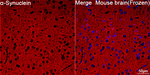 alpha Synuclein Antibody in Immunohistochemistry (Frozen) (IHC (F))