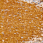 alpha Synuclein Antibody in Immunohistochemistry (Paraffin) (IHC (P))