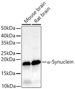 alpha Synuclein Antibody in Western Blot (WB)