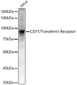 CD71 Antibody in Western Blot (WB)