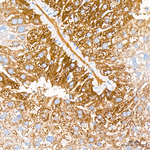 CYP2E1 Recombinant Rabbit Monoclonal Antibody (8Q7M3)