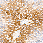 CYP2E1 Antibody in Immunohistochemistry (Paraffin) (IHC (P))