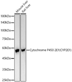 CYP2E1 Antibody in Western Blot (WB)