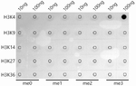 H3K4me3 Antibody in Dot Blot (DB)