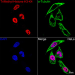 H3K4me3 Recombinant Rabbit Monoclonal Antibody (9W10U0)