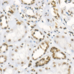H3K4me3 Antibody in Immunohistochemistry (Paraffin) (IHC (P))