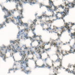 H3K4me3 Antibody in Immunohistochemistry (Paraffin) (IHC (P))