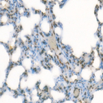 H3K4me3 Antibody in Immunohistochemistry (Paraffin) (IHC (P))