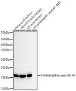 H3K4me3 Antibody in Western Blot (WB)