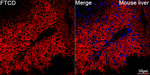 FTCD Antibody in Immunohistochemistry (Paraffin) (IHC (P))