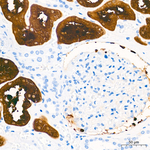FTCD Antibody in Immunohistochemistry (Paraffin) (IHC (P))