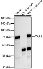 YAP1 Antibody in Immunoprecipitation (IP)
