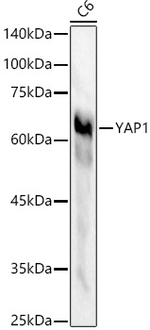 YAP1 Antibody in Western Blot (WB)