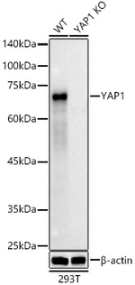 YAP1 Antibody in Western Blot (WB)