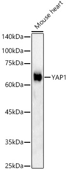 YAP1 Antibody in Western Blot (WB)
