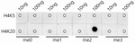H4K20me2 Antibody in Dot Blot (DB)