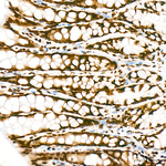 H4K20me2 Antibody in Immunohistochemistry (Paraffin) (IHC (P))