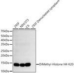 H4K20me2 Antibody in Western Blot (WB)