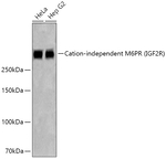 IGF2R Antibody in Western Blot (WB)