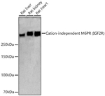 IGF2R Antibody in Western Blot (WB)