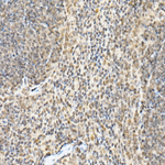 FADD Recombinant Rabbit Monoclonal Antibody (8Z5P2)