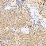 FADD Antibody in Immunohistochemistry (Paraffin) (IHC (P))