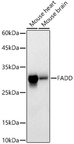 FADD Antibody in Western Blot (WB)