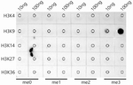 H3K9me3 Antibody in Dot Blot (DB)