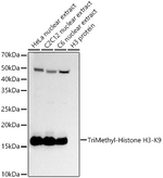 H3K9me3 Recombinant Rabbit Monoclonal Antibody (1K8H3)