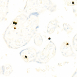 CD66b Recombinant Rabbit Monoclonal Antibody (8V2P2)